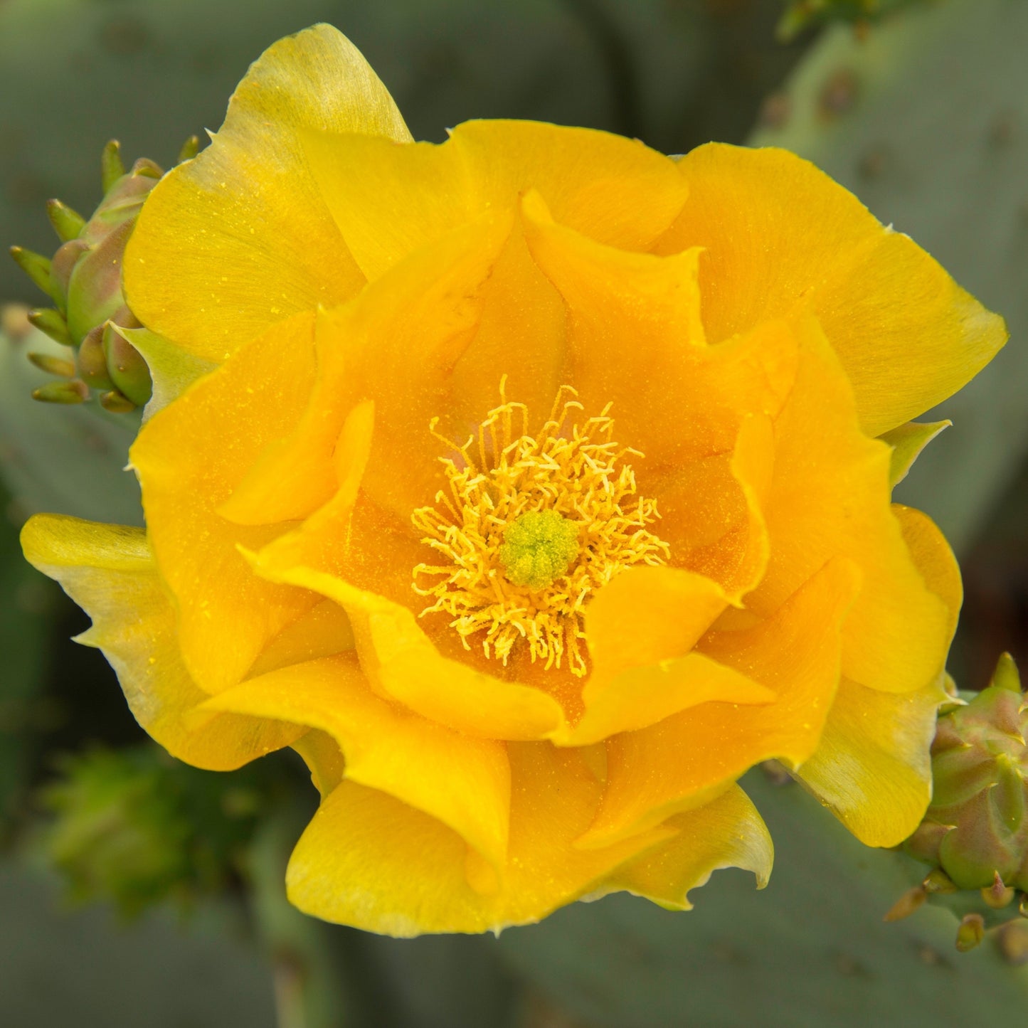 FLOWEREVOLUTION: Yellow Prickly Pear