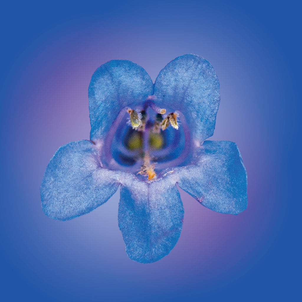 Blue Penstemon Flower Elixir