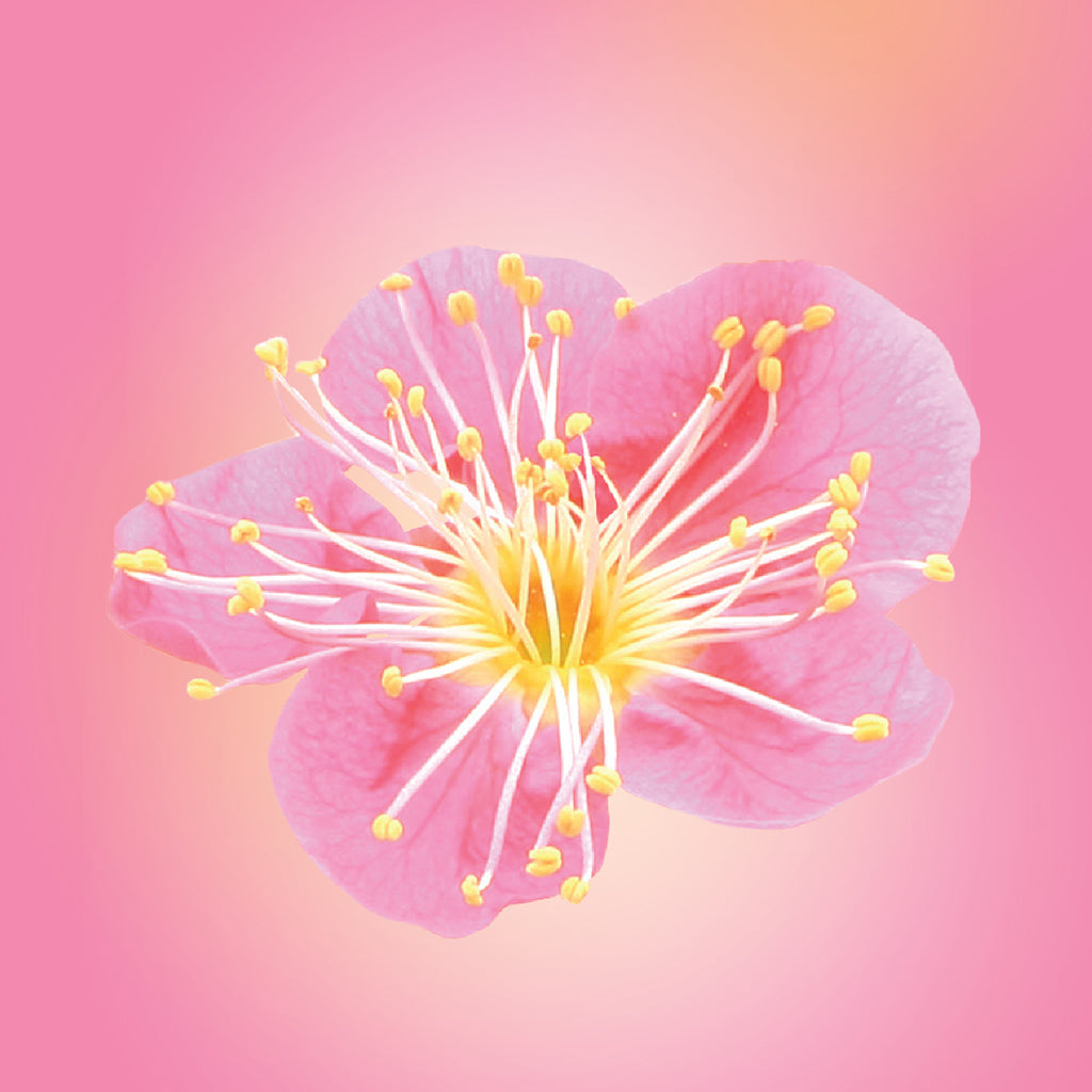 Bonsai Plum Blossom