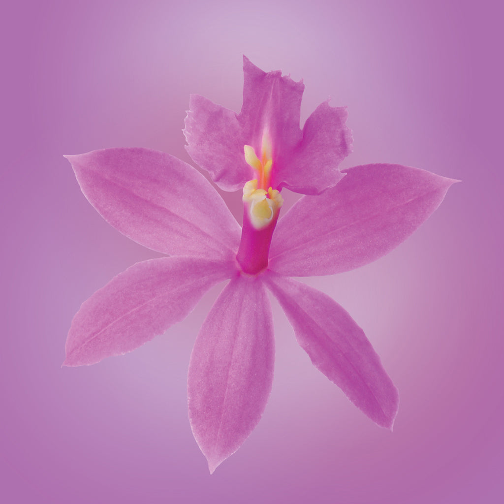 Epidendrum Orchid Elixir