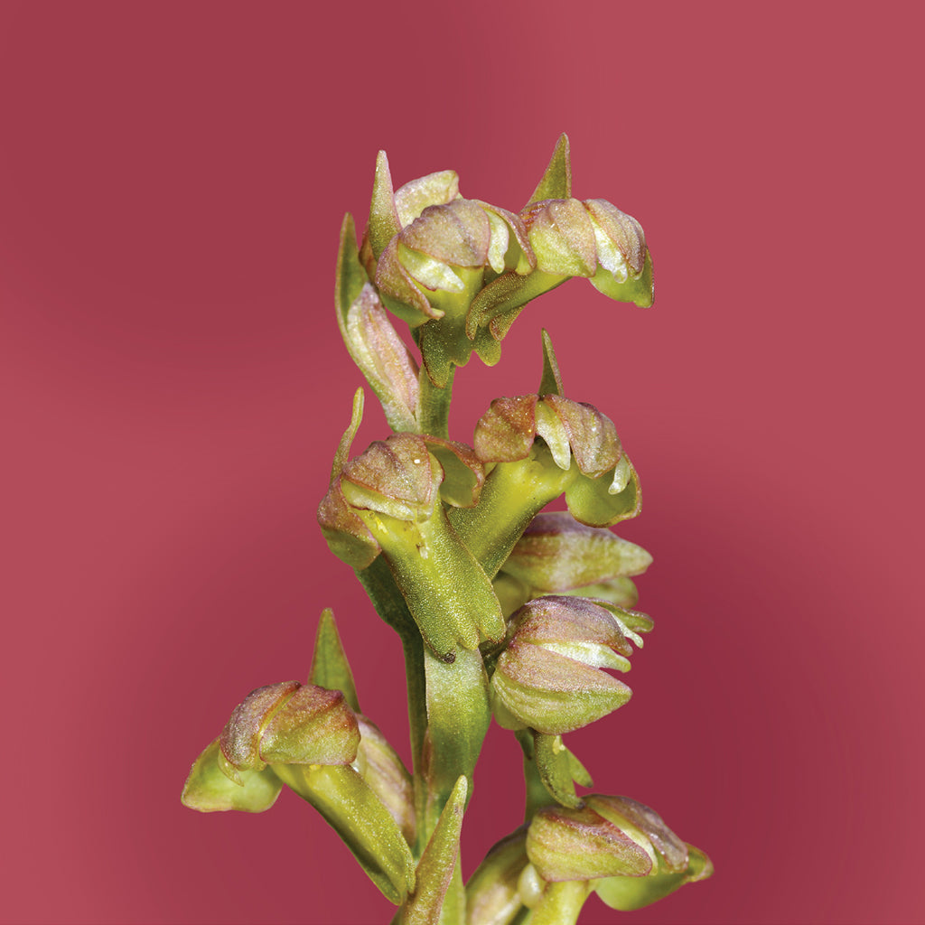 frog orchid flower card LOTUSWEI flower essences