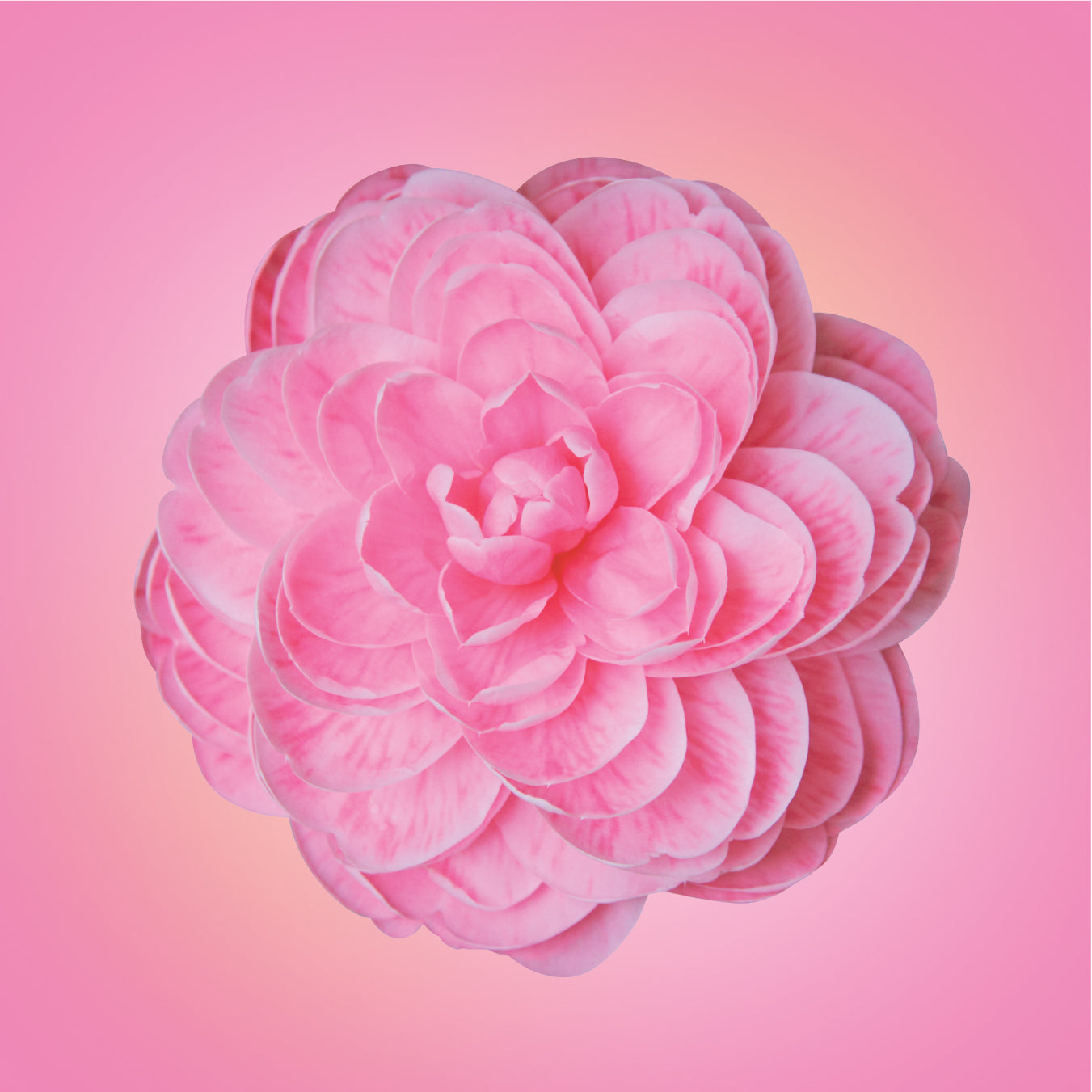 Japanese Camellia Flower Elixir