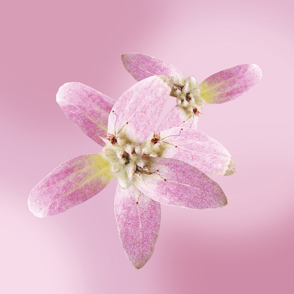 shower of orchids flower card LOTUSWEI flower essences