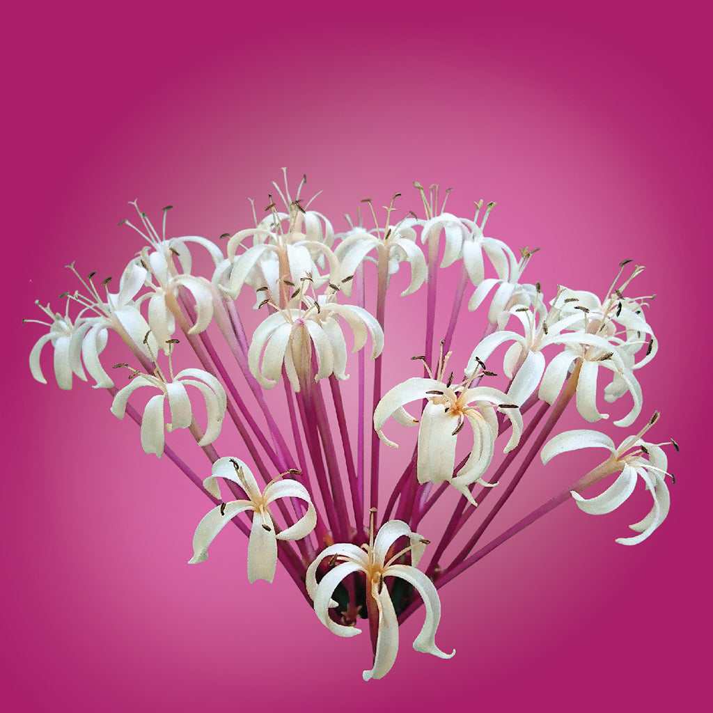 Starburst Flower Elixir