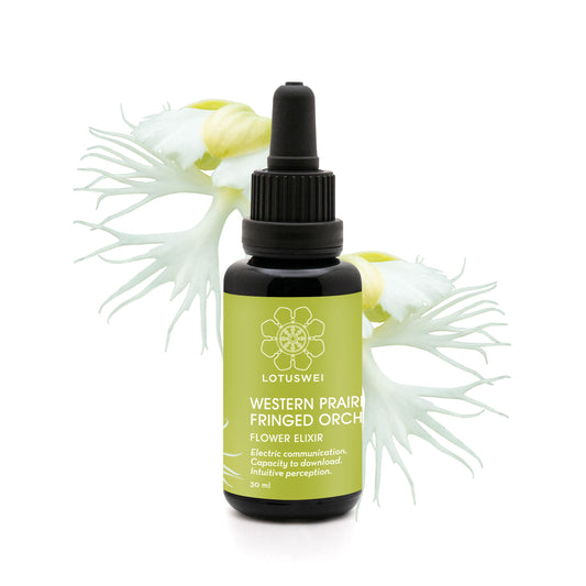 Western Prairie Fringed Orchid Elixir