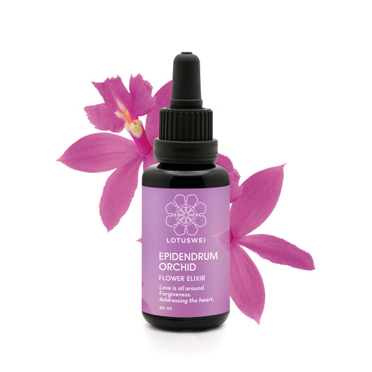 Epidendrum Orchid Elixir