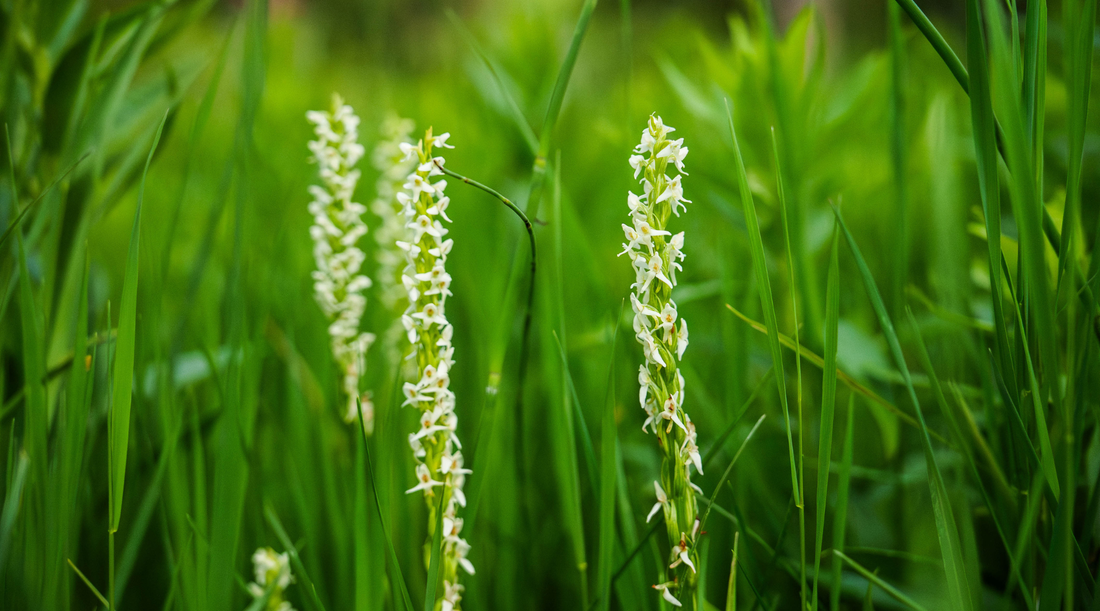 WANNA DANCE? AN ORCHID FOR LETTING LOOSE.