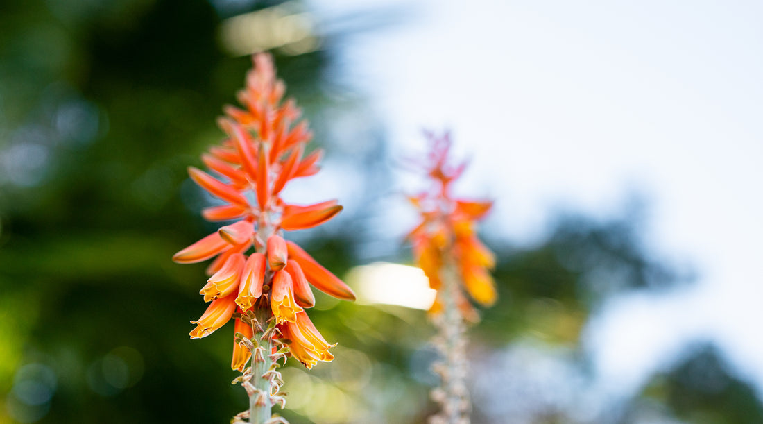 ALOE VERA FLOWER ESSENCE