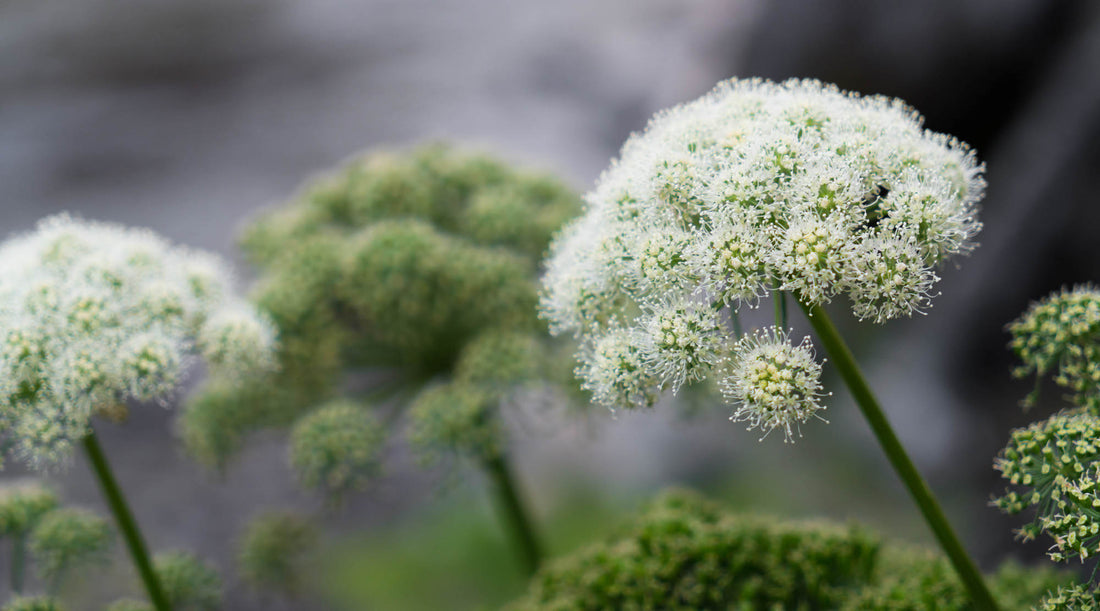 ANGELICA FLOWER ESSENCE