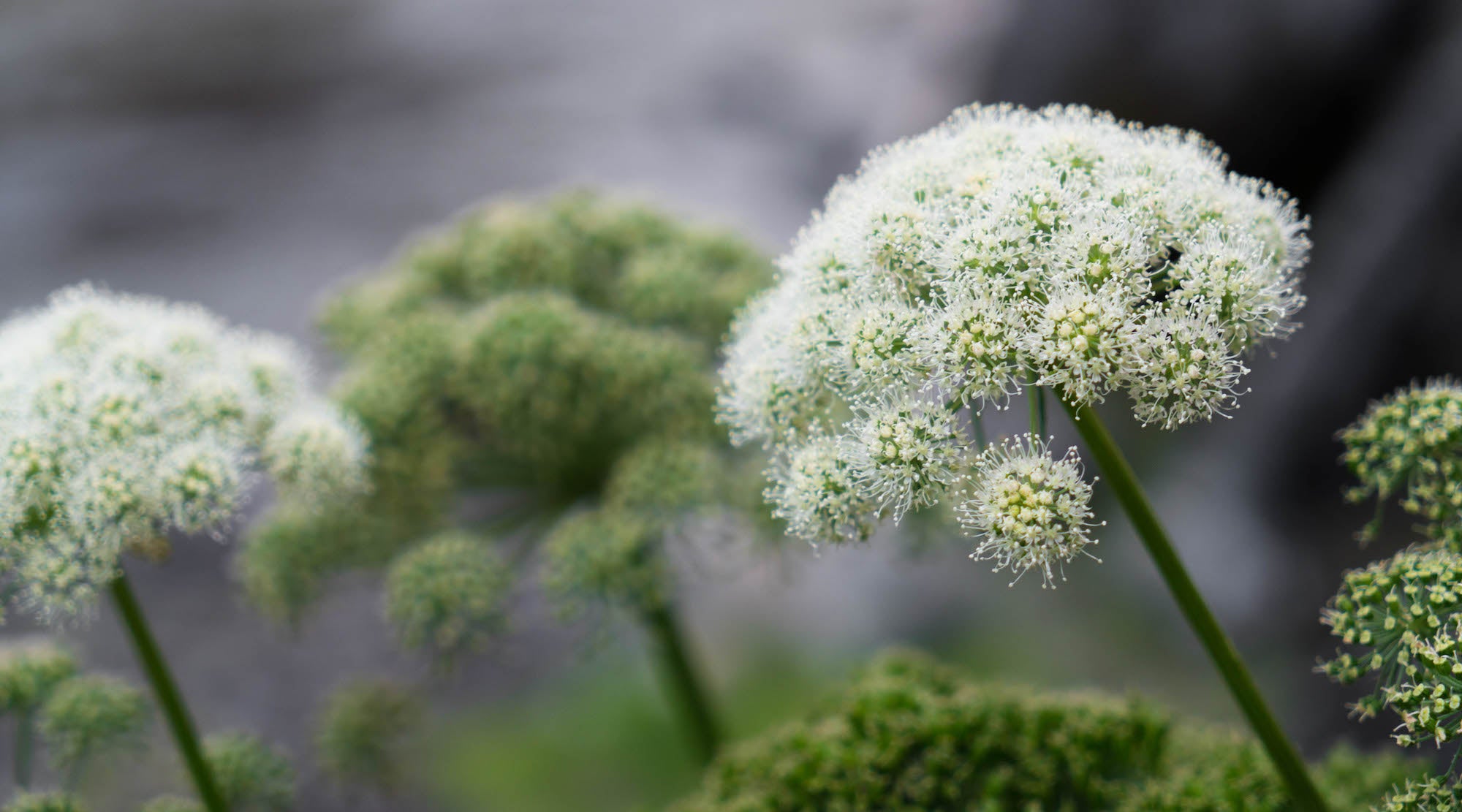 ANGELICA FLOWER ESSENCE LOTUSWEI