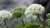 ANGELICA FLOWER ESSENCE
