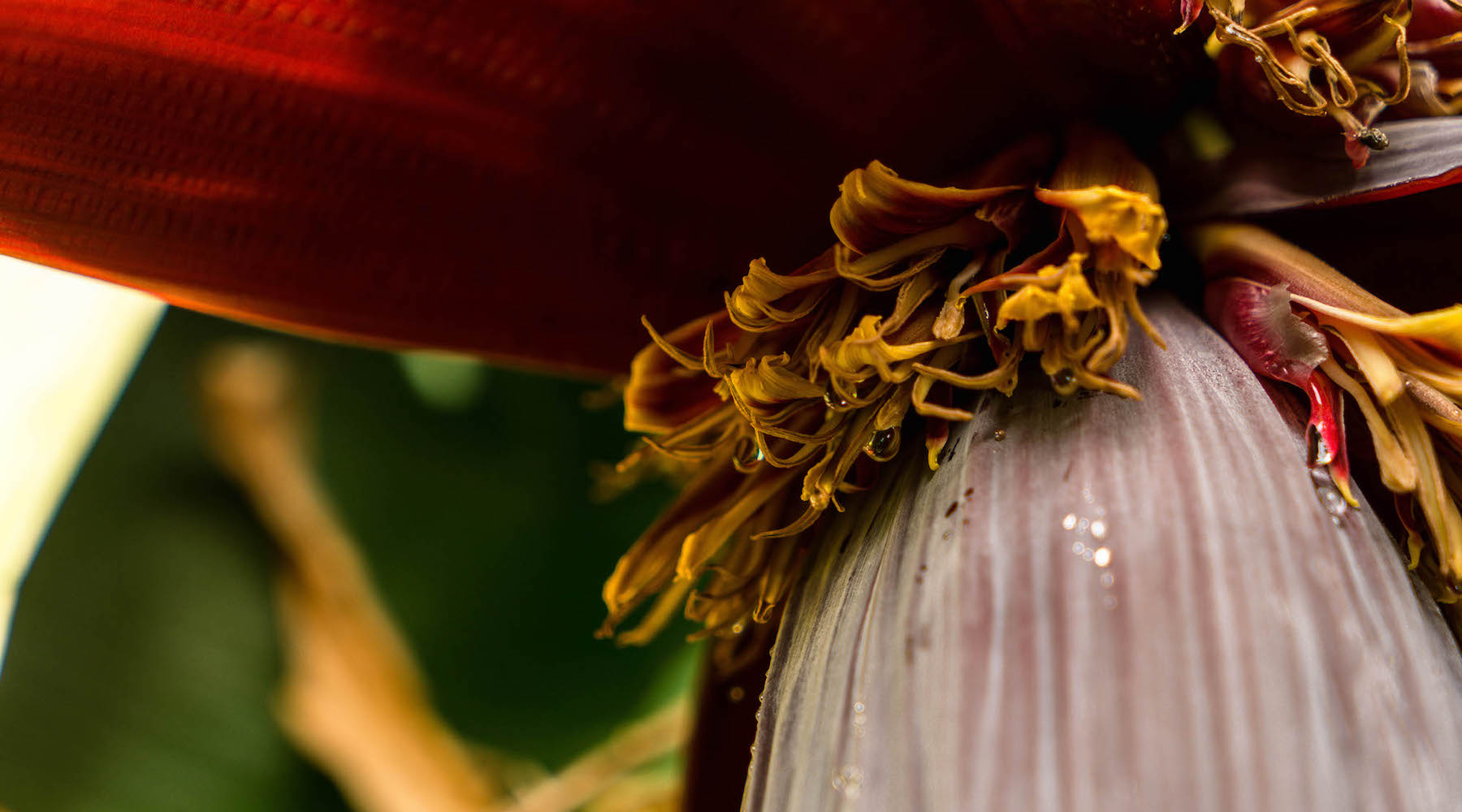 BANANA BLOSSOM FLOWER ESSENCE