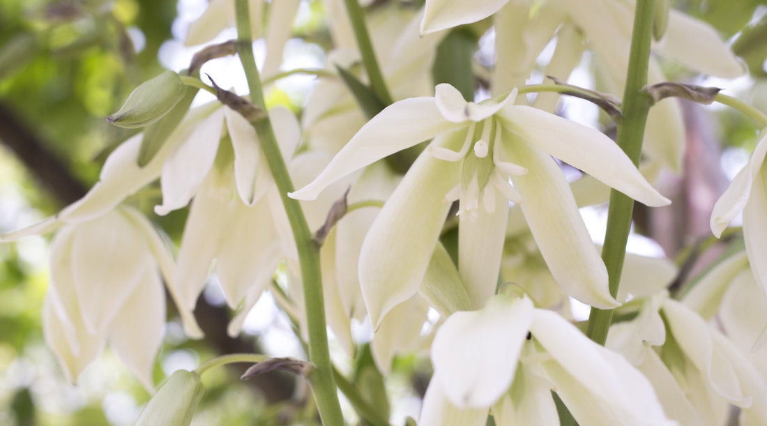 Banana Yucca Flower Essence