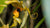 BEE ORCHID FLOWER ESSENCE