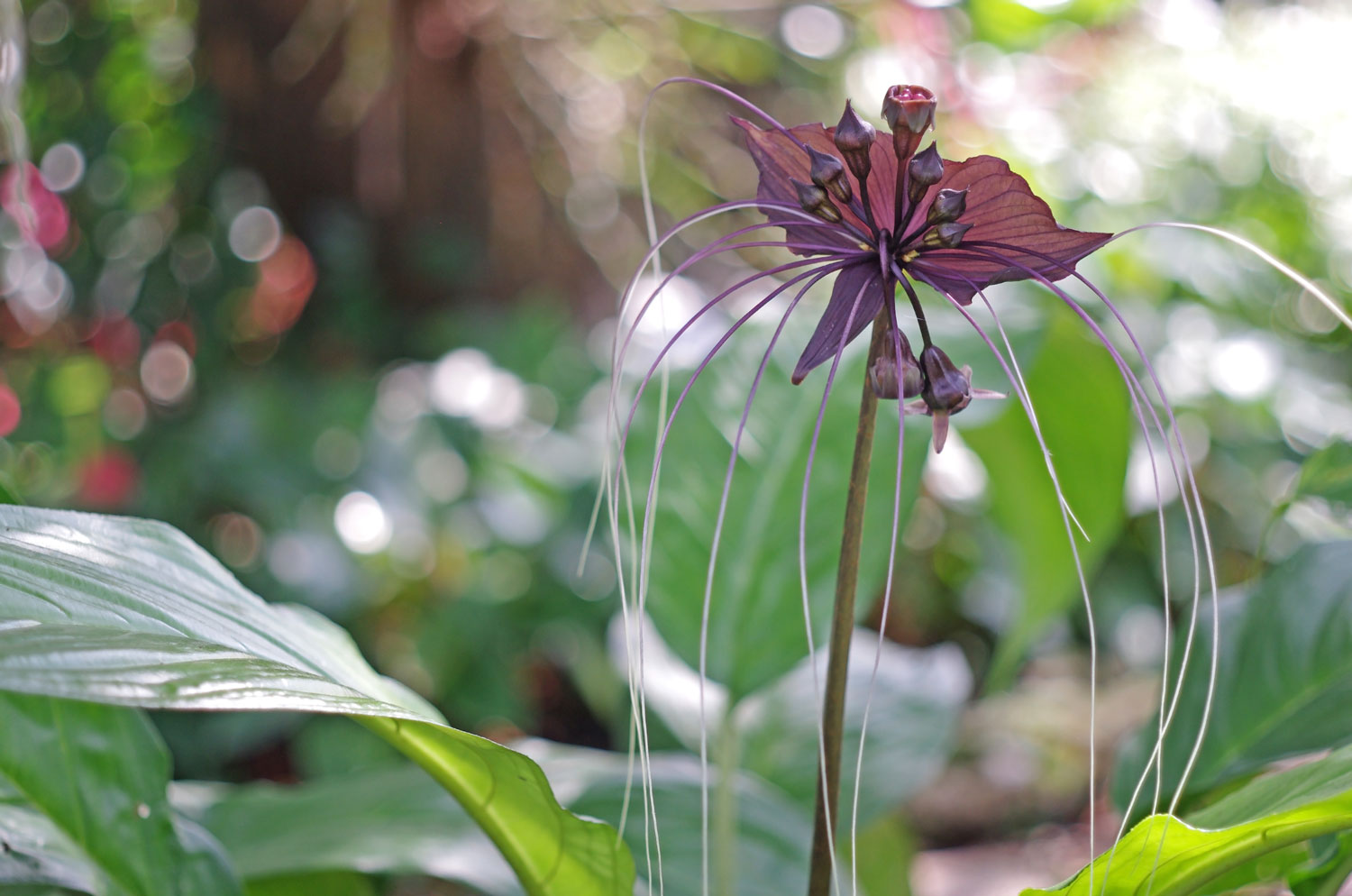 Black bat flower LOTUSWEI flower essence