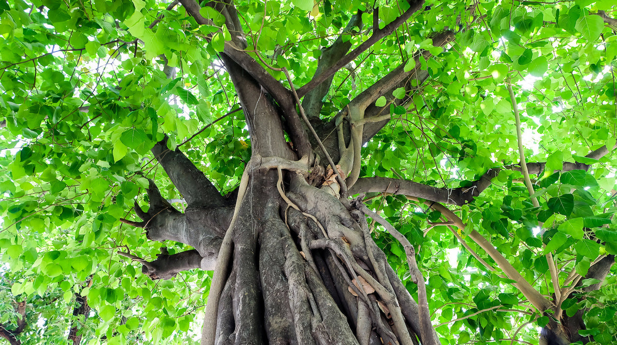 Bodhi Tree Flower Essence: Love & Devotion – LOTUSWEI