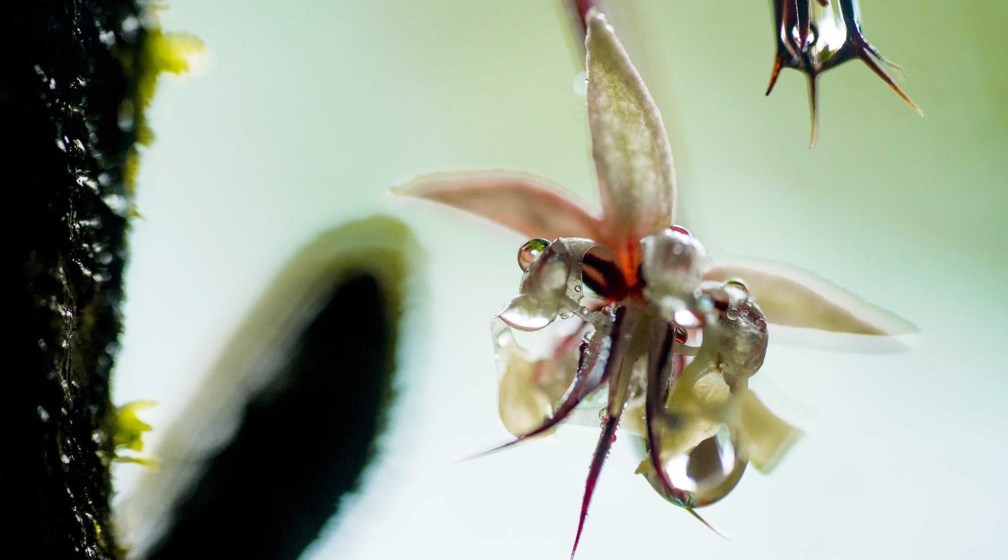 CACAO FLOWER ELIXIR