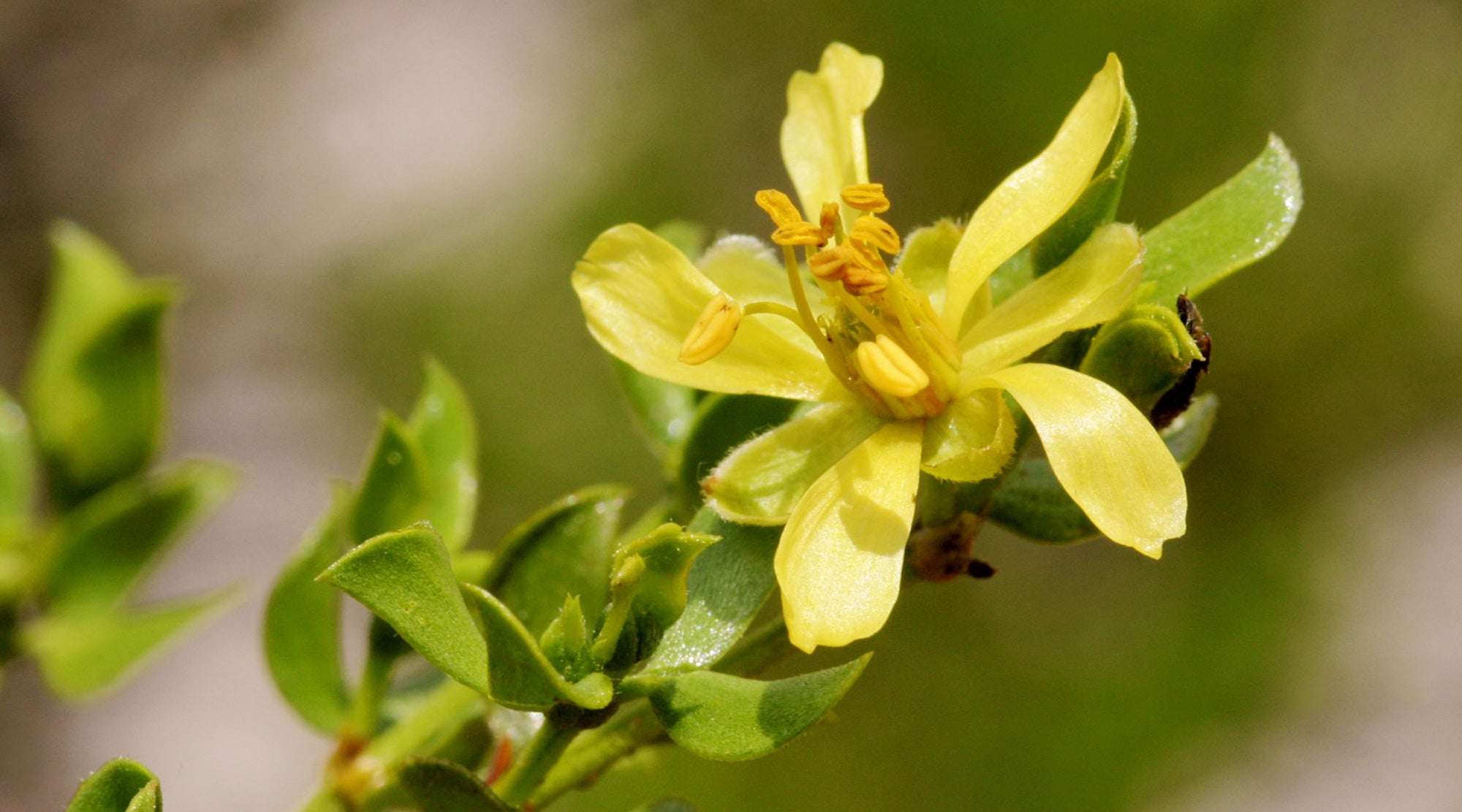 CHAPARRAL FLOWER