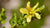 CHAPARRAL FLOWER