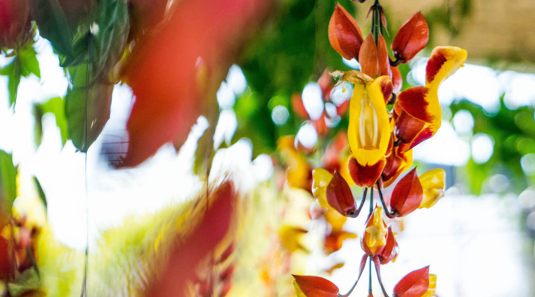 HOW UGLY FLOWERS CAN TRANSFORM YOU