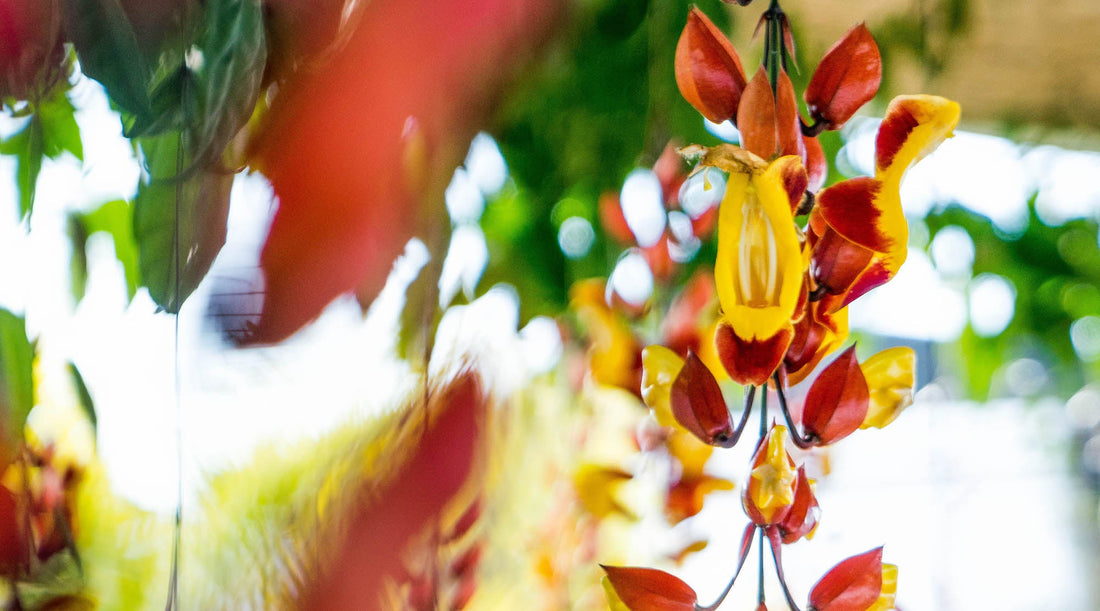 HOW UGLY FLOWERS CAN TRANSFORM YOU