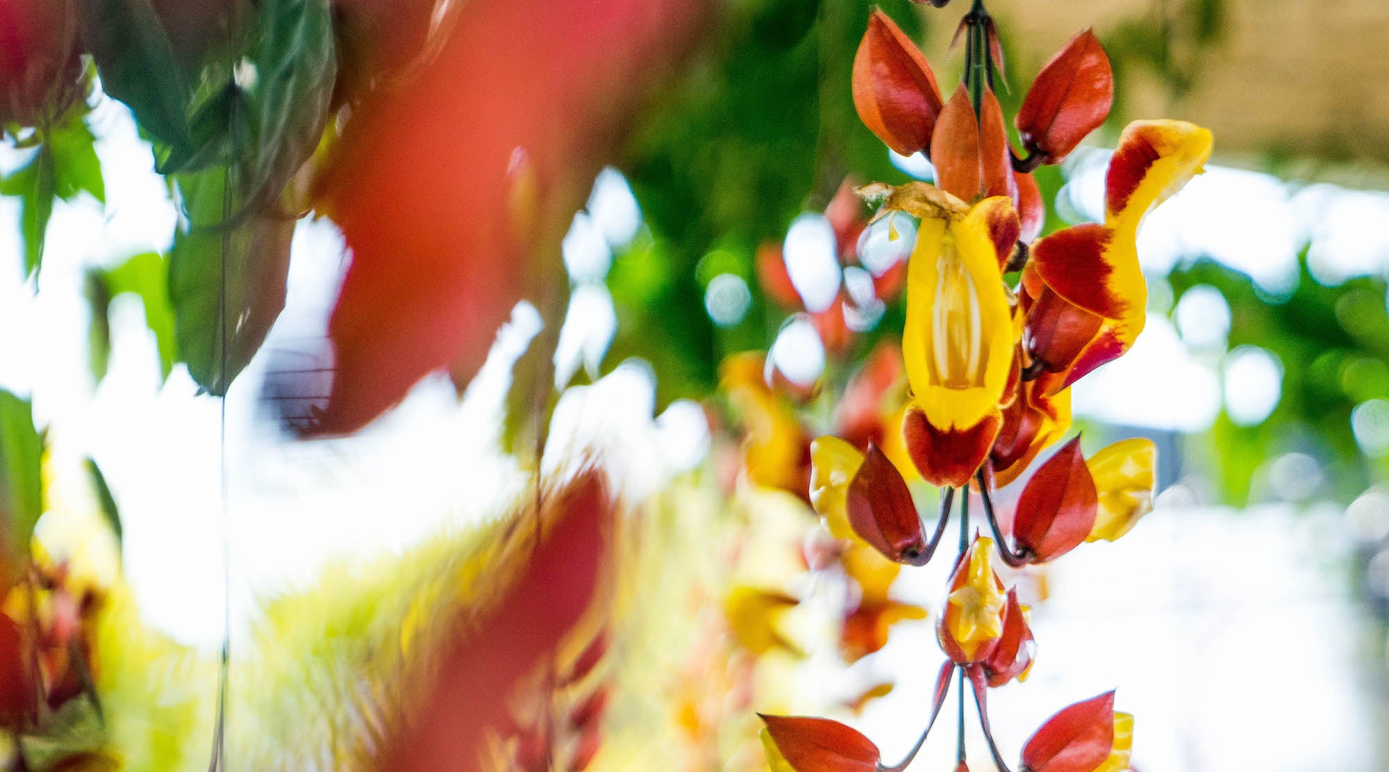 HOW UGLY FLOWERS CAN TRANSFORM YOU