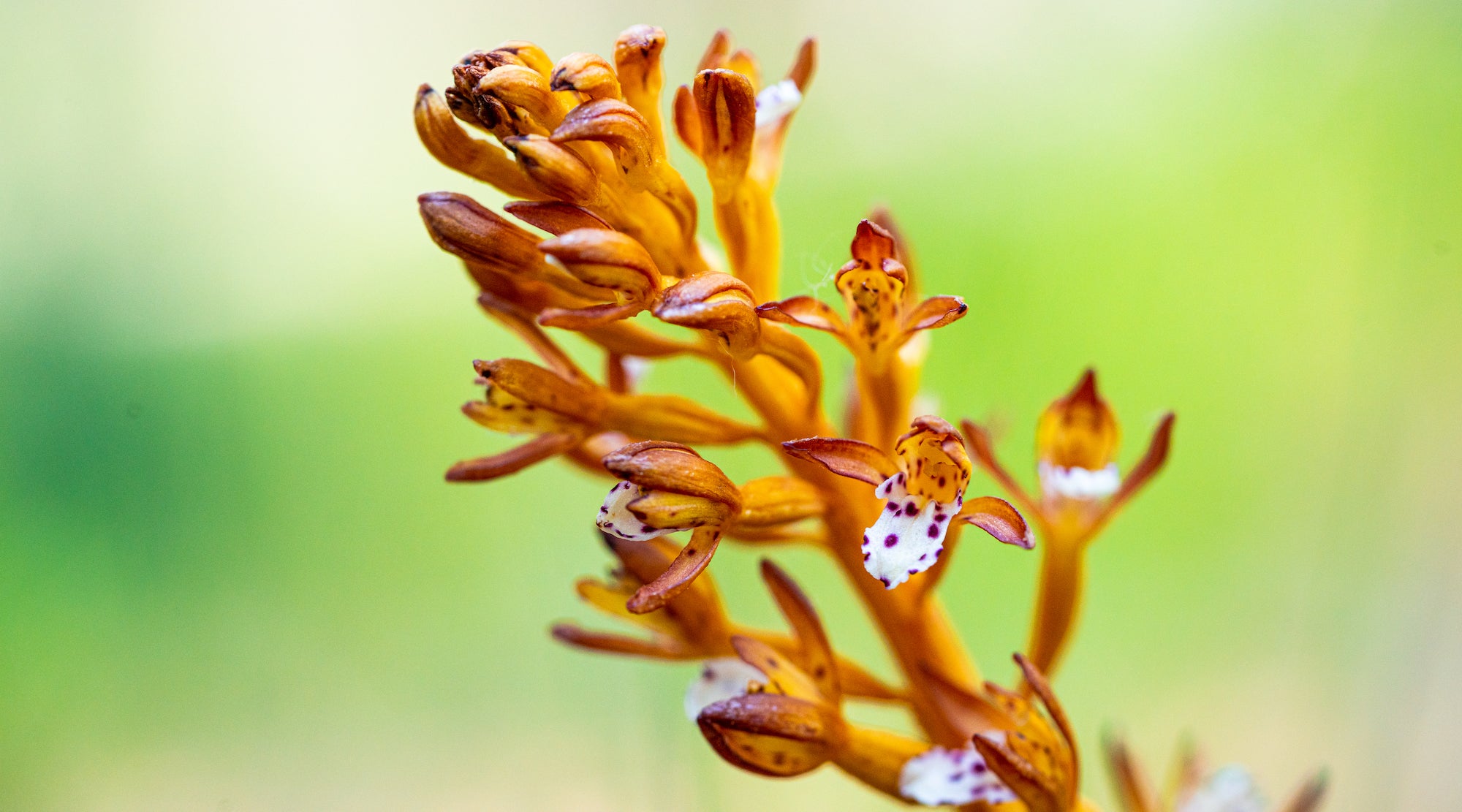 CORALROOT ORCHID FLOWER ESSENCE