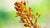 CORALROOT ORCHID FLOWER ESSENCE