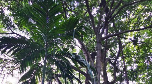 {TAIPEI + SINGAPORE} THE MAGIC OF ASIA + TROPICAL PLANTS