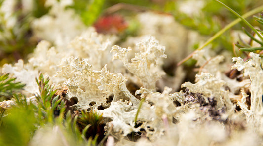 ICELANDIC LICHEN ESSENCE