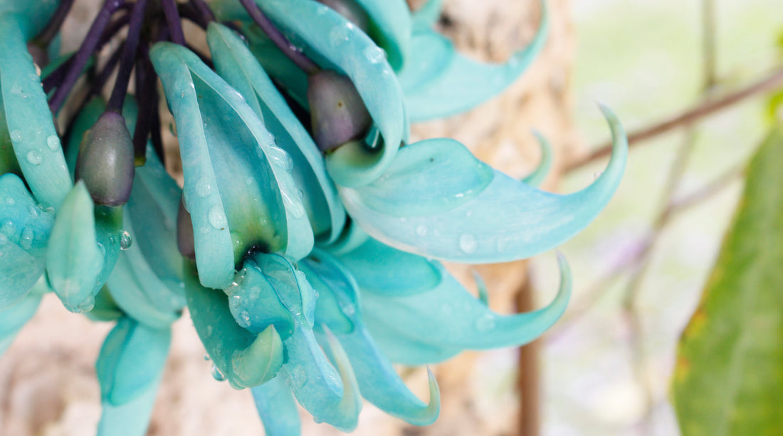 jade vine LOTUSWEI flower essence naples botanical garden