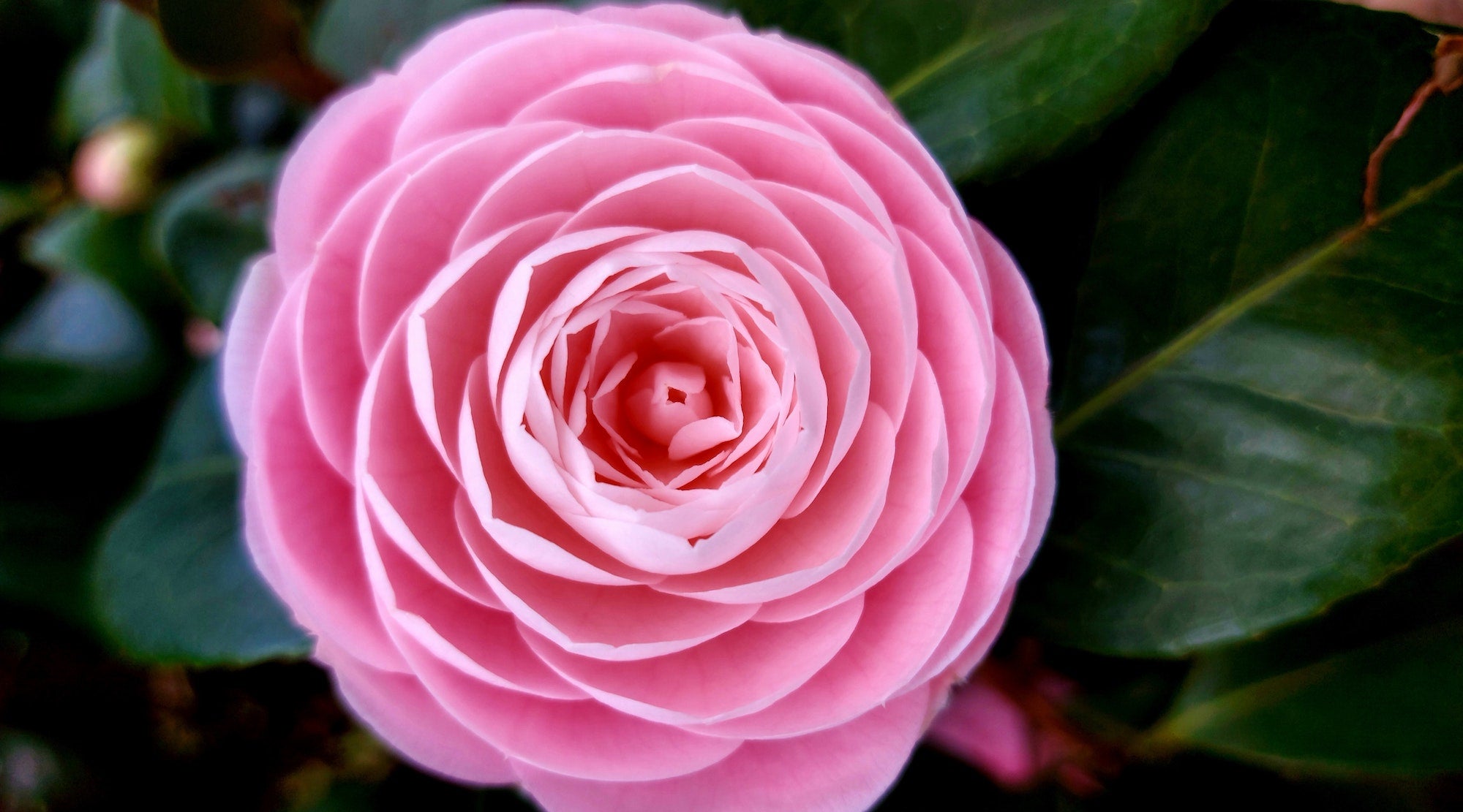japanese camellia flower essence - lotuswei