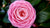 JAPANESE CAMELLIA FLOWER ESSENCE