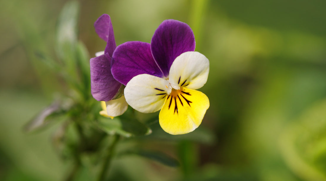 JOHNNY JUMP UP FLOWER ESSENCE