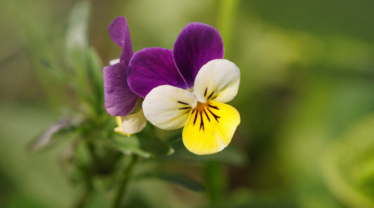JOHNNY JUMP UP FLOWER ESSENCE