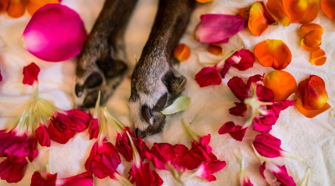 Joy with Katie Hess: A Story of Love + Death
