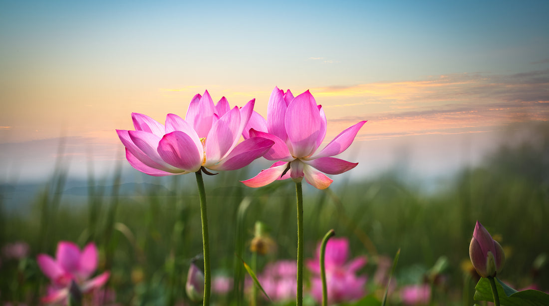 lotus flower field LOTUSWEI flower essences