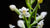 MONTEVERDE REIN ORCHID FLOWER ESSENCE