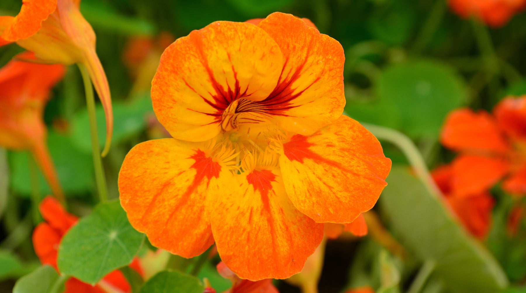 nasturtium LOTUSWEI flower essences