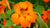 nasturtium LOTUSWEI flower essences