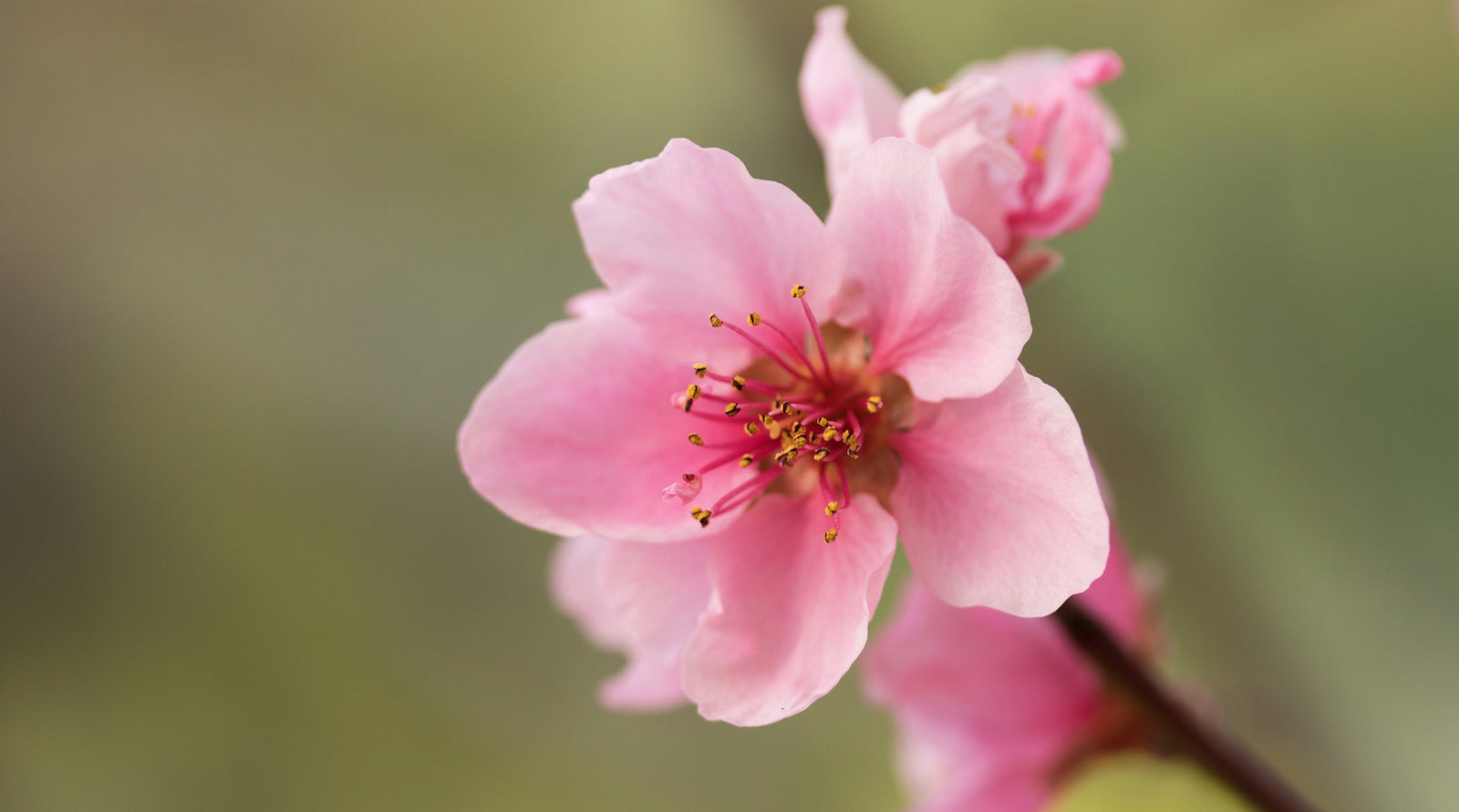 NECTARINE BLOSSOM FLOWER ESSENCE LOTUSWEI