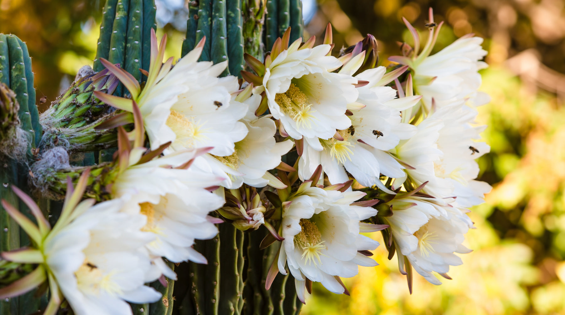 night blooming cereus cactus flower LOTUSWEI flower essences