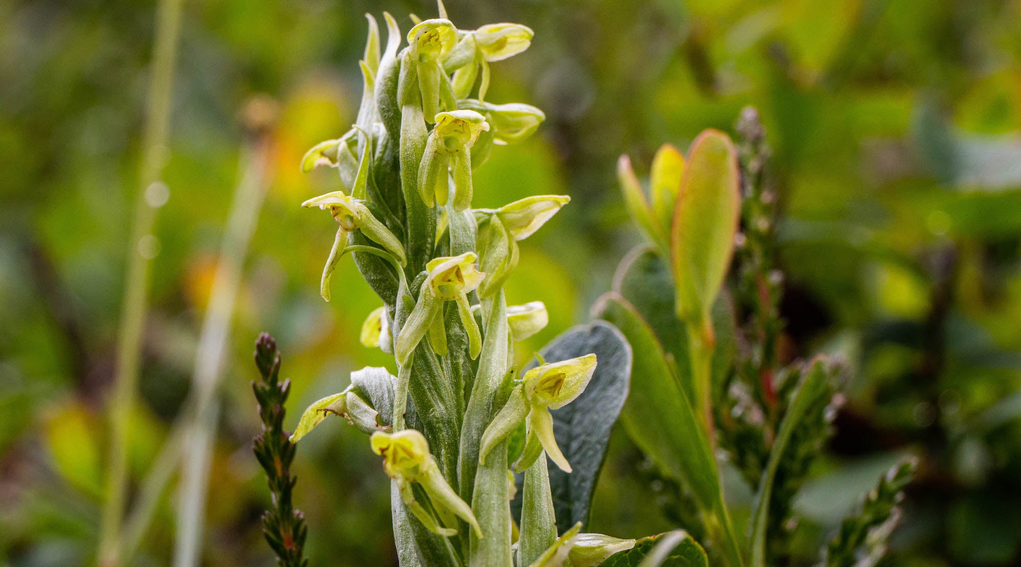 NORTHERN GREEN ORCHID FLOWER ESSENCE