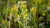 NORTHERN GREEN ORCHID FLOWER ESSENCE