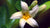 papaya flower LOTUSWEI flower essences