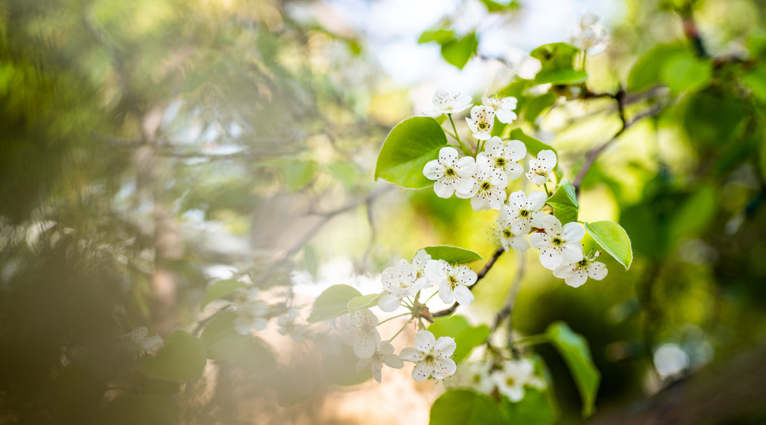 PEAR BLOSSOM FLOWER ESSENCE