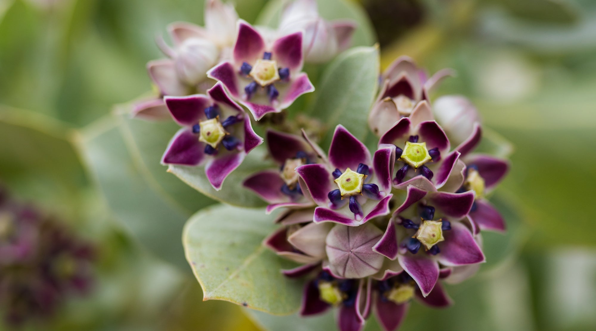 CROWN FLOWER ESSENCE