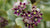 CROWN FLOWER ESSENCE