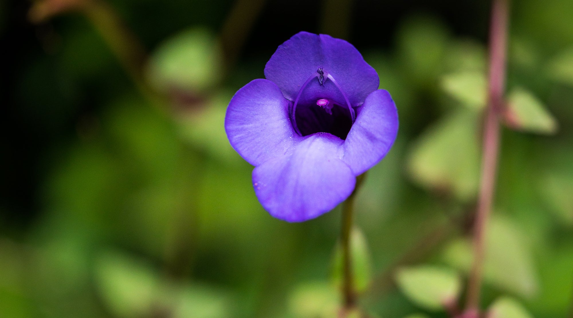 PURPLE WISHBONE FLOWER ESSENCE