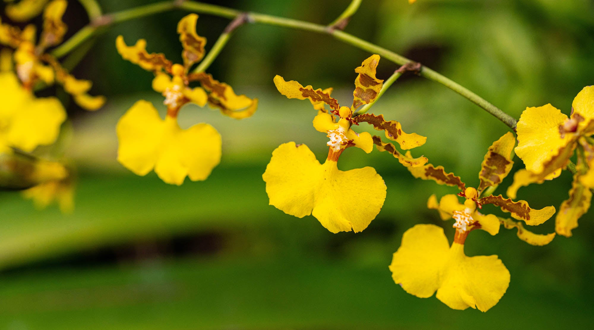 RAIN OF GOLD ORCHID FLOWER ESSENCE